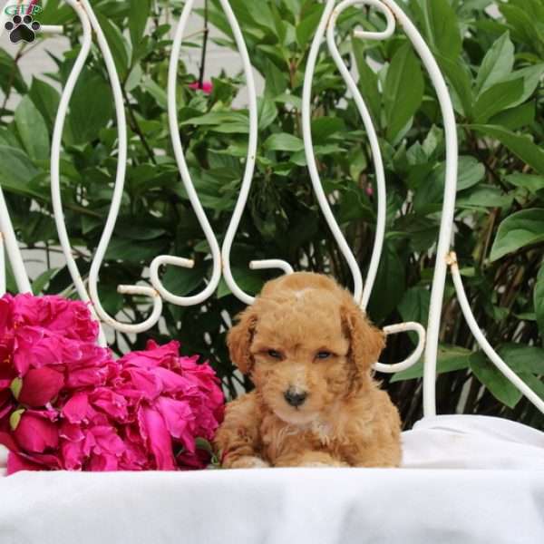 Rhett, Miniature Poodle Puppy